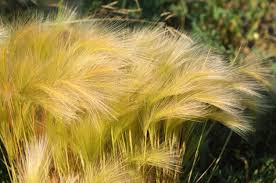 Image result for Stipa