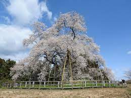 戸津辺の桜 - ふくしまの旅