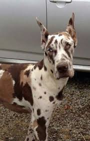 The search tool above returns a list of breeders located nearest to the zip or postal code you enter. 460 My Big Love Ideas Great Dane Dogs Big Dogs