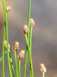 Image result for Eleocharis atropurpurea