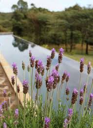 Lavender Planted Next To The Swimming Pool Lavender Plant Plants Swimming Pools