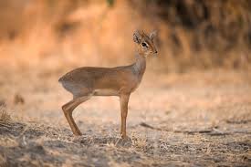 Dik Dik Definition And Meaning Collins English Dictionary