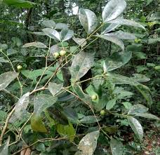 Image result for Memecylon insulare