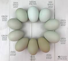 We did not find results for: Bright Layer Easter Egger Breeding Project Silver Homestead