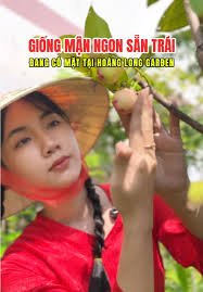 3 giống chuối lùn, trồng chậu mau thu hoạch trái #hoanglonggarden #chu...