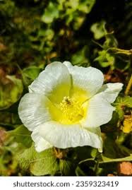 Image result for Hibiscus aethiopicus