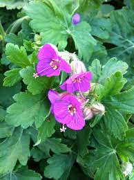 Image result for Geranium arabicum