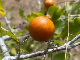 Image result for Strychnos lucens