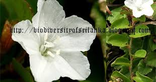 Image result for Evolvulus nummularius