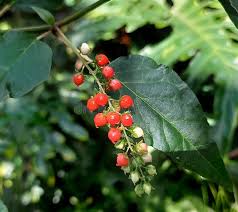 Image result for Petiveriaceae