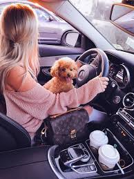 Gimme All Of It Maltipoo Puppy Louis Vuitton Pochette Metis Cute Baby Animals