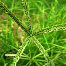 Image result for Eleusine