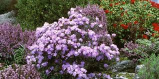 Sapphire surf bluebeard (caryopteris x clandonensis, zones 5 to 9) many perennials will outgrow this small shrub, which is just 2 feet tall. 20 Popular Flowering Shrubs Best Blooming Bushes For The Garden