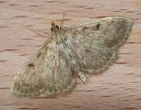 Image result for Anania perlucidalis