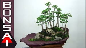Bonsai Sancang Gaya Grouping Atau Landscape Youtube