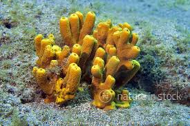 Image result for Fadogia arenicola