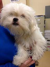 Mobile Uploads Humane Society Waterville Area Humane Society West River Trailer Park