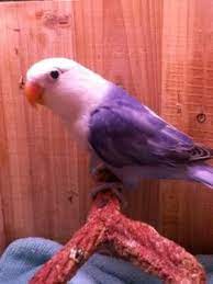 We did not find results for: Double Factor Violet Sable Fischer Lovebird Love Birds Pet Birds Beautiful Birds