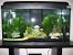 Freshwater Fish Tank Themes Ideas