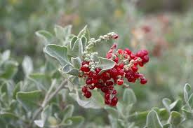 Image result for Rhagodia