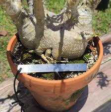 Image result for Pachypodium saundersii