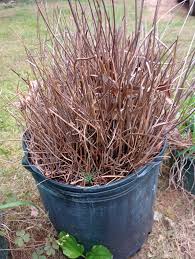 Image result for Melinis ambigua