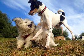 Dog Daycare When Why What Else Instinct Dog Behavior Training