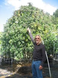 In the worst cases, leaf poorly watered plants that are drooping and already under stress can be killed by the extra stress of wind burn, but unless the plants were dehydrated. When And How To Move Marijuana Plants Outdoors Alchimia Grow Shop