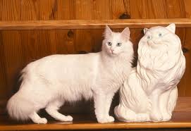 Ellian Rock Adli Kullanicinin Cats Katzen Panosundaki Pin Kediler Ve Yavrulari Cok Sirin Hayvanlar Kedileri Seviyorum