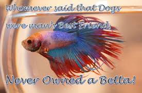 Collection by salt strong fishing. 21 Betta Quotes Ideas Betta Betta Fish Betta Fish Care