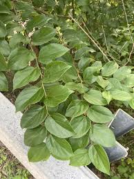 Image result for Celtis sinensis