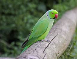 Alexandrine Parakeet - Wikipedia