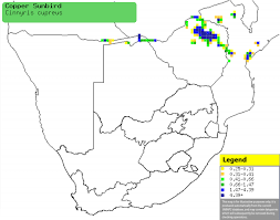 Image result for Sphenostylis marginata
