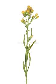 Image result for Erigeron sumatrensis