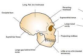 The cranium (skull) is the skeletal structure of the head that supports the face and protects the brain. Occipital Bun Wikipedia
