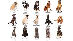 How To Tell What Breed Is My Dog? Here's The Best Way To Find Out – Top Dog  Tips