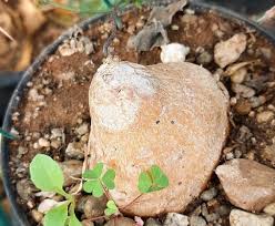 Image result for Cyphia