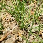 Image result for Cyperus laevigatus