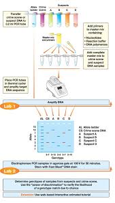 Crime Scene Investigator Pcr Basics Real Time Pcr Starter