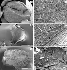 Image result for Uncinula necator