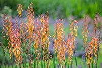 Image result for Kniphofia thomsonii