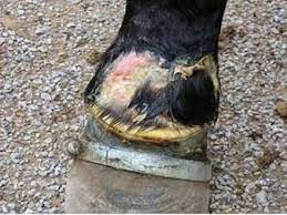 The tennessee walking horse is most common in the southern and. Getting The Numbers Correct On Tennessee Walking Horse Abuse Equimed Horse Health Matters
