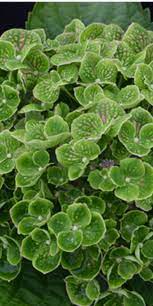 Check out our green hydrangea selection for the very best in unique or custom, handmade pieces from our shops. Hydrangea Macrophylla Greenmantle Nursery Management