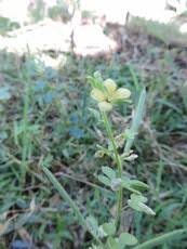 Image result for Polysphaeria multiflora