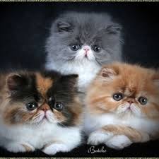 Pin On Pets
