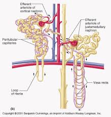 Vasa Recta Human Anatomy And Physiology Kidney Anatomy Anatomy