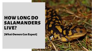Can you use white vinegar to get rid of gnats? How Long Do Salamanders Live What Owners Can Expect