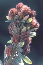 This attractive legume is easy to identify because of the hairy stems and heads of flowers and fruits. Lespedeza Capitata Round Headed Bush Clover Go Botany