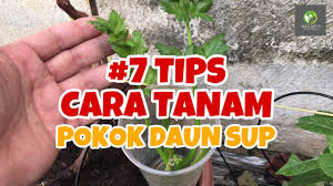 Kemuncak panik bila si suami nak tanya orang kat sebelah, tapi yang datang semua pun lelaki dan mereka jugak sedang panik. 7 Tips Cara Tanam Pokok Daun Sup Guna Anak Pokok Elak Busuk Youtube