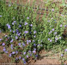 Image result for Cichorium